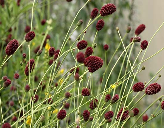 Кровохлебка