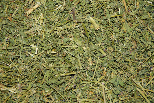 Люцерна