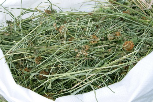Клевер луговой (красный)